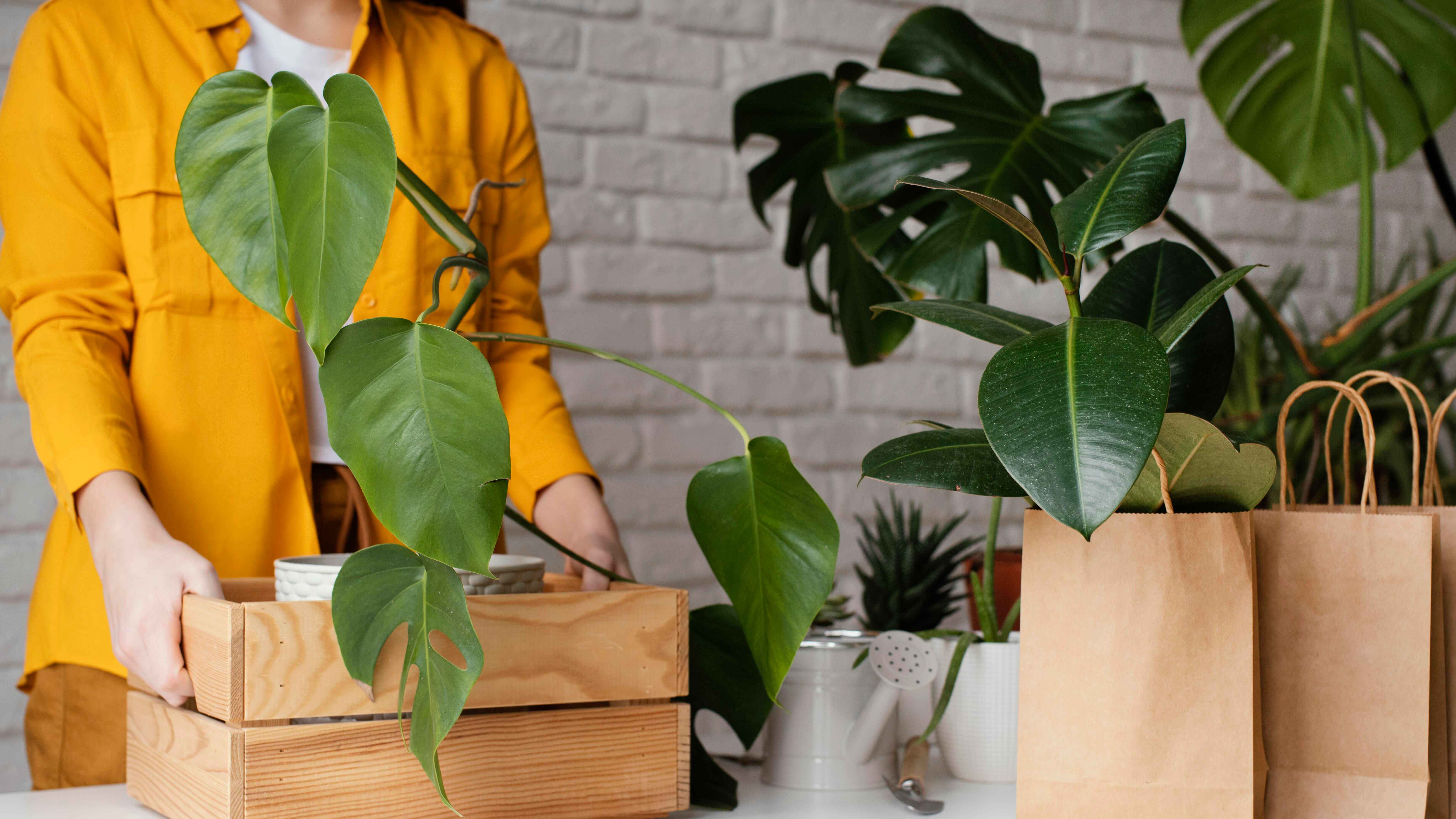 woman putting plant wooden box